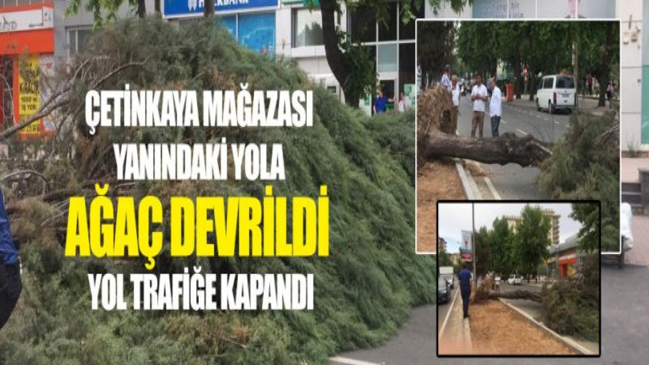 Facia ucuz atlatıldı! Yola ağaç devrildi...