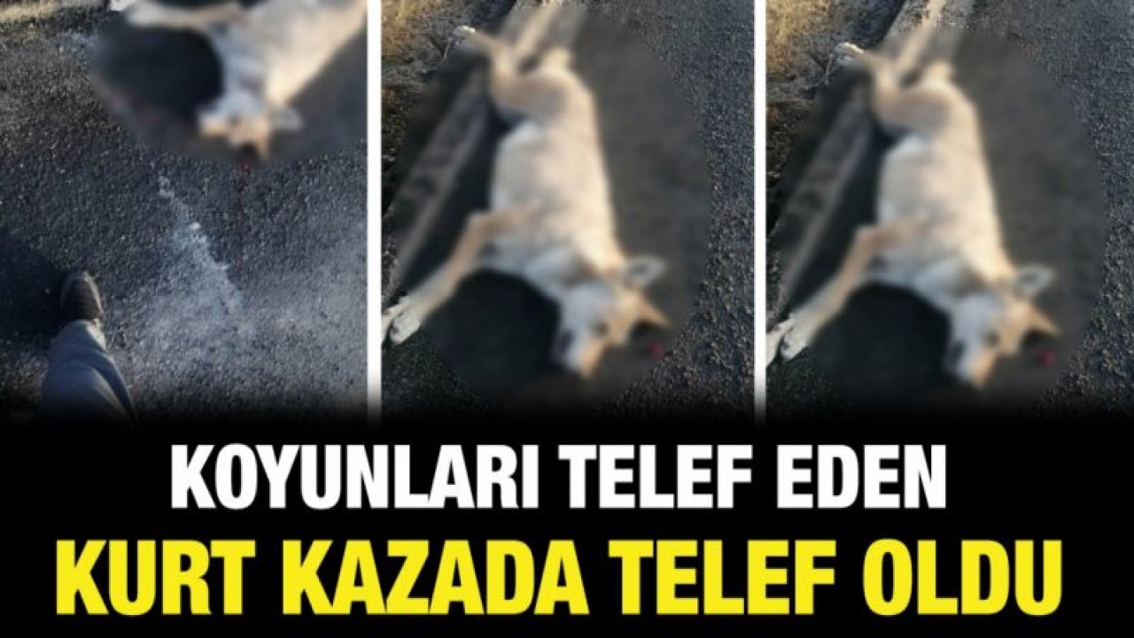 Koyunları telef eden kurt kazada telef oldu