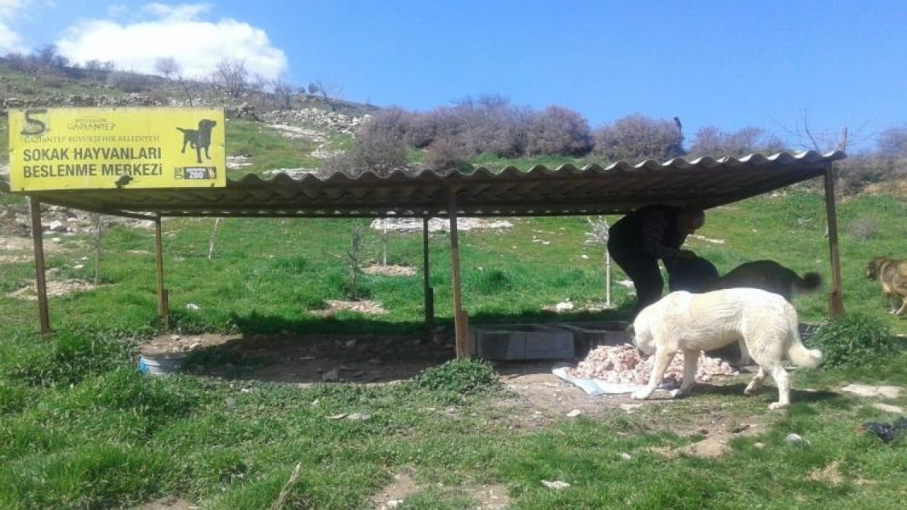 Büyükşehir, sokak hayvanlarını unutmuyor