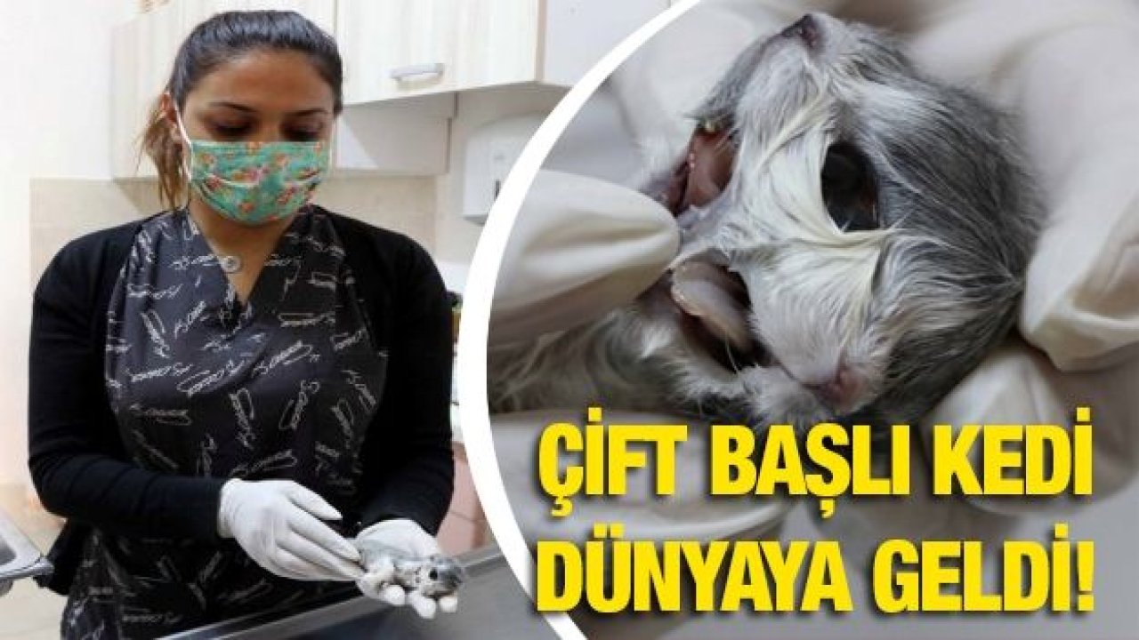 Gaziantep’te bir veteriner kliniğinde, çift başlı kedi dünyaya geldi!