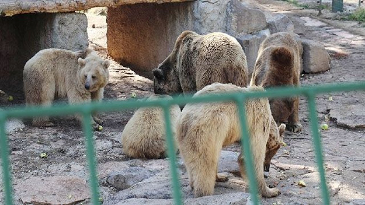 Gaziantep'te ayılar kış uykusunu unuttu