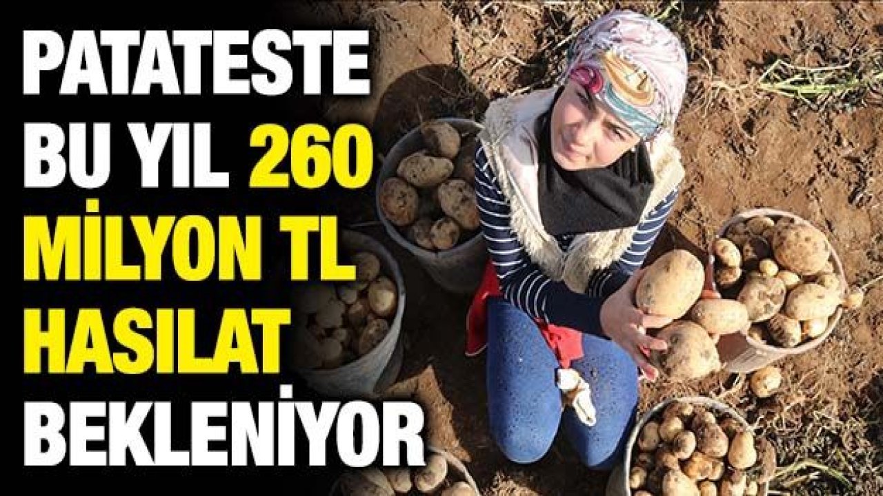 Patateste bu yıl 260 milyon TL hasılat bekleniyor