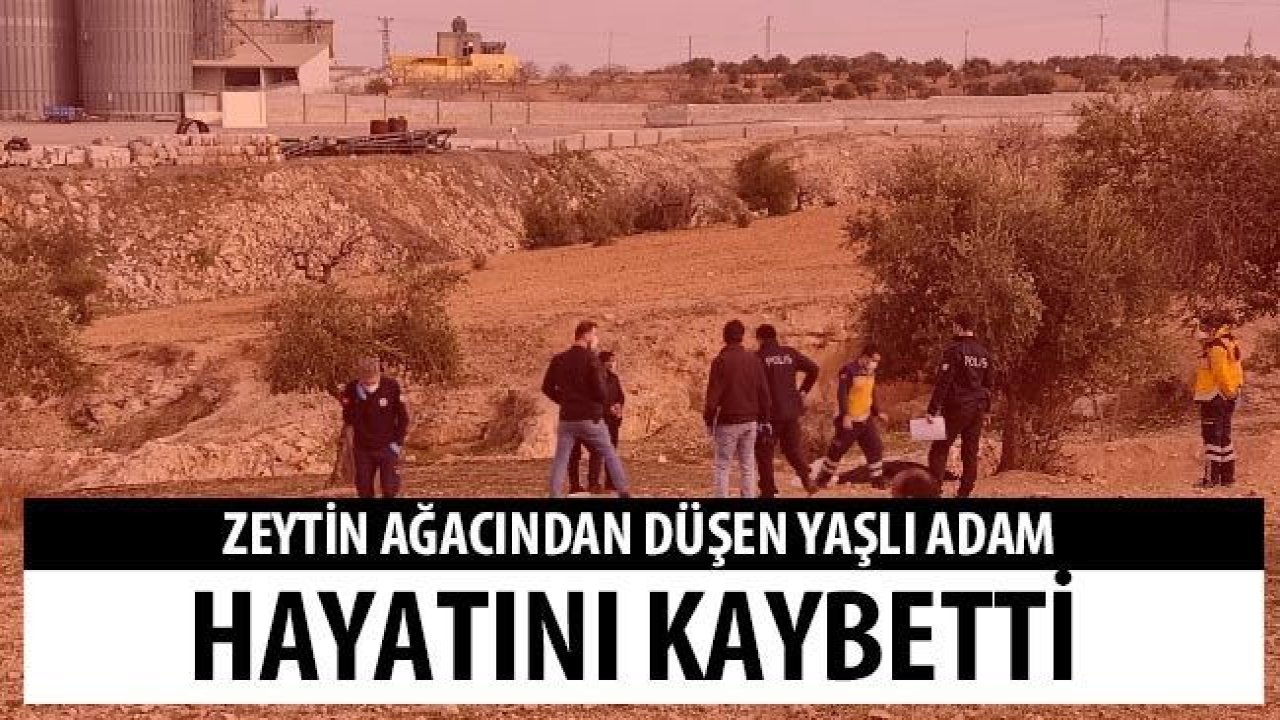 Zeytin ağacından düşen yaşlı adam hayatını kaybetti