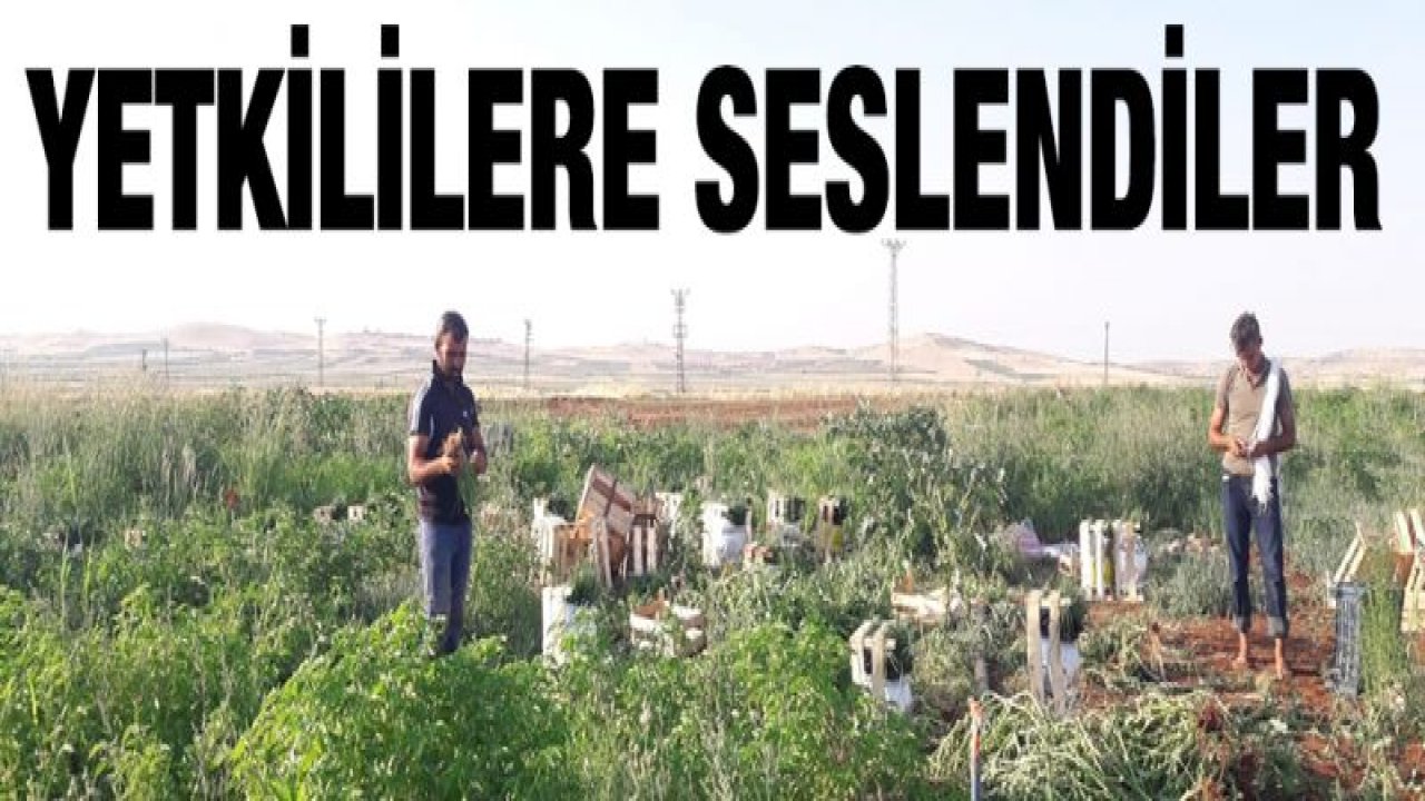 Yeşil soğanın çuvalı tarlada 5, halde 100 lira