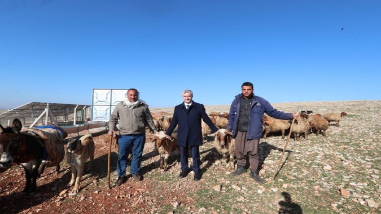 Hayvancılık gelişiyor hem yetiştirici hem ülke ekonomisi kazanıyor