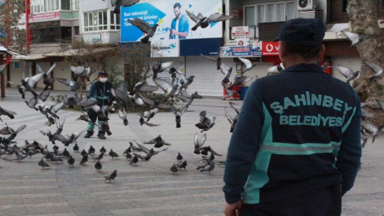 Vatandaşlar balkondan yem attı, görevliler besledi