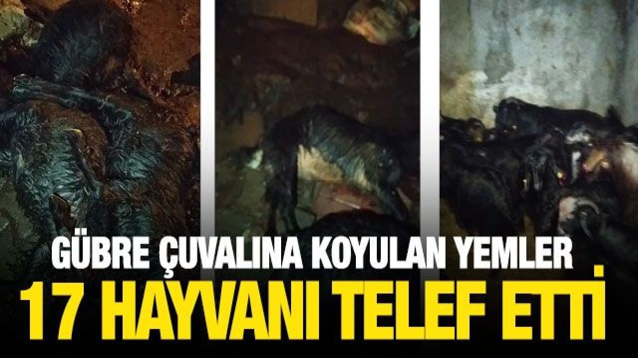 Gübre çuvalına koyulan yemler 17 hayvanı telef etti