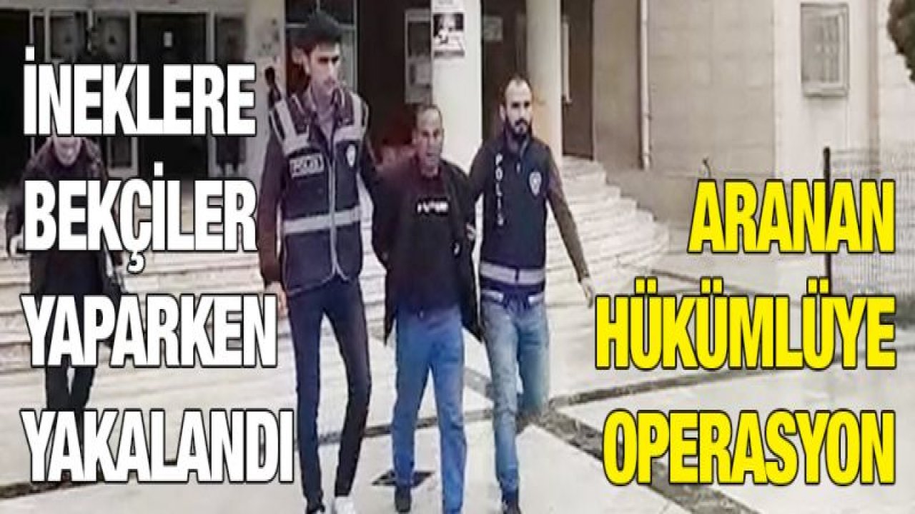 Aranan hükümlü mağarada yakalandı