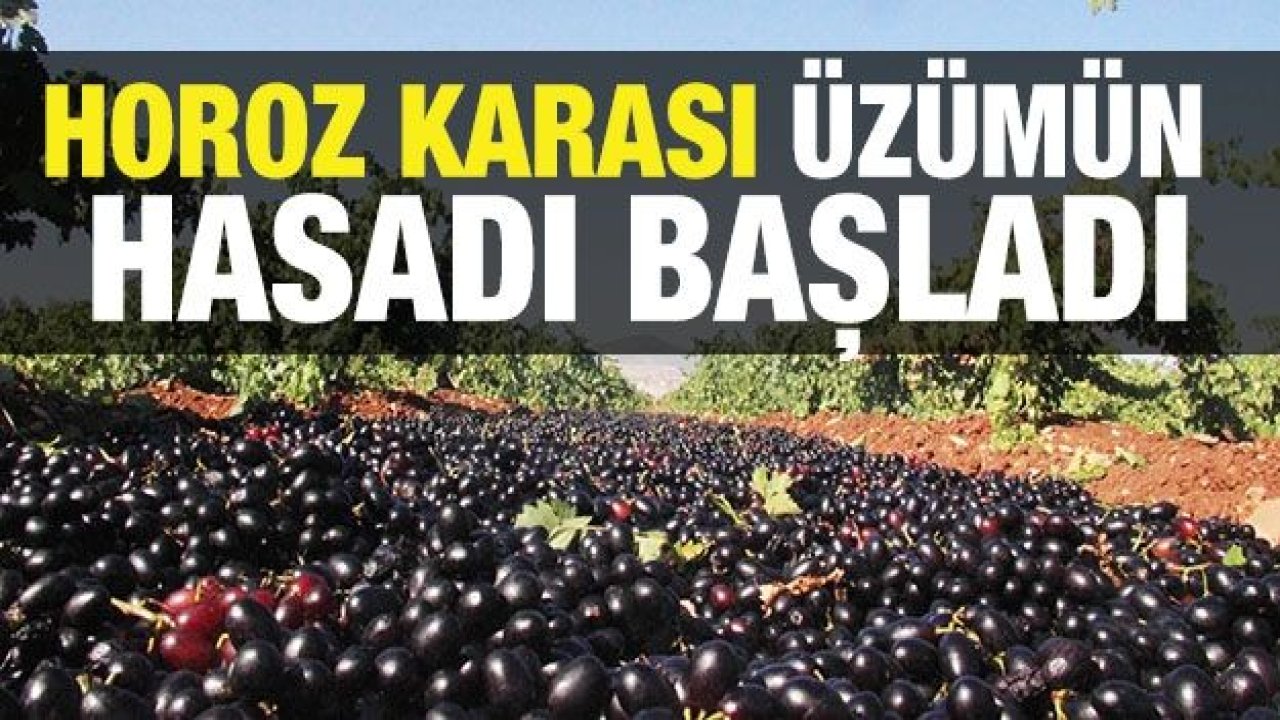 Kilis Karası üzümün hasadı başladı