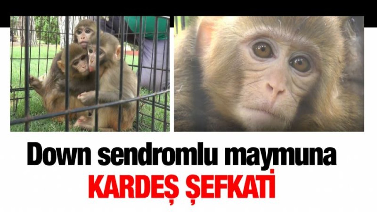 Down sendromlu maymuna kardeş şefkati