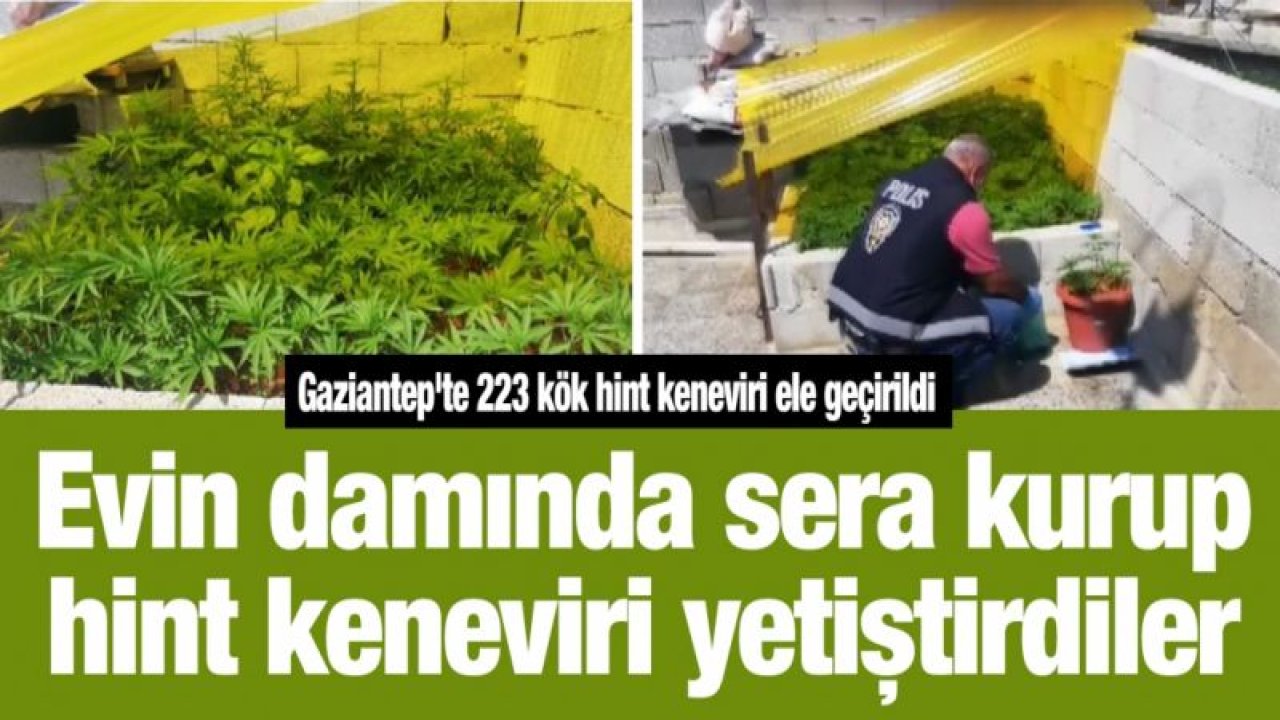 Evin damında sera kurup hint keneviri yetiştirdiler