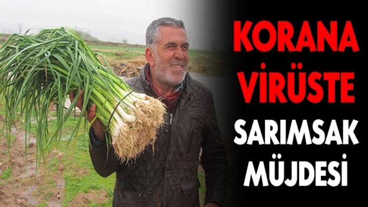 Korana virüste sarımsak müjdesi