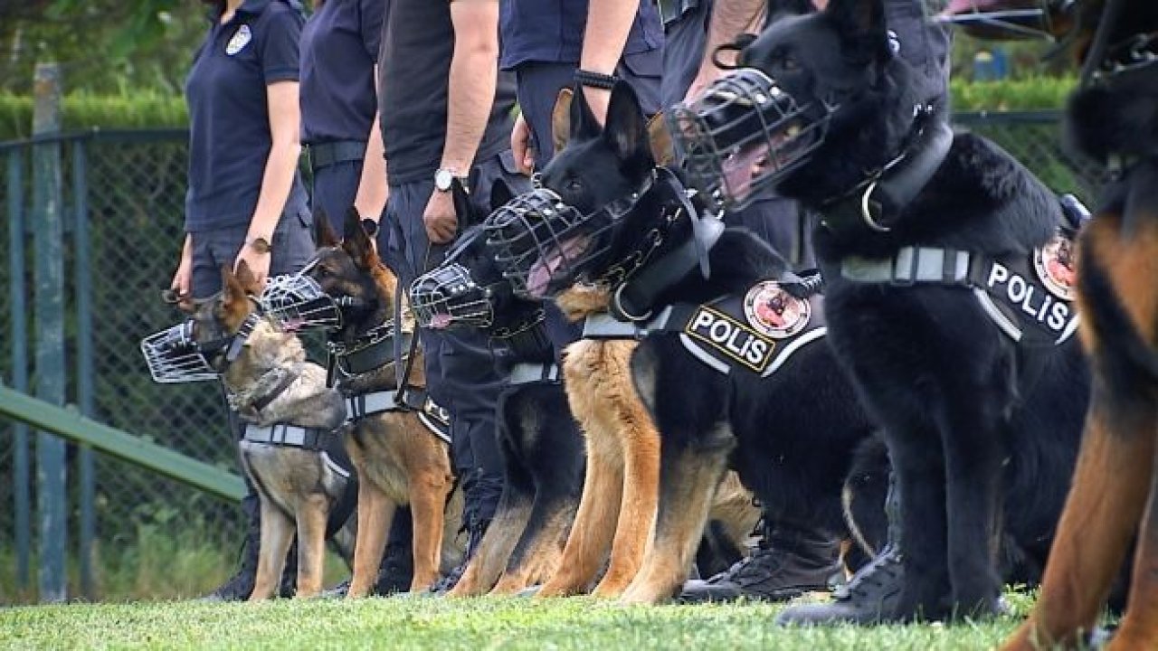 Emniyetin göz bebekleri "özel köpekler"