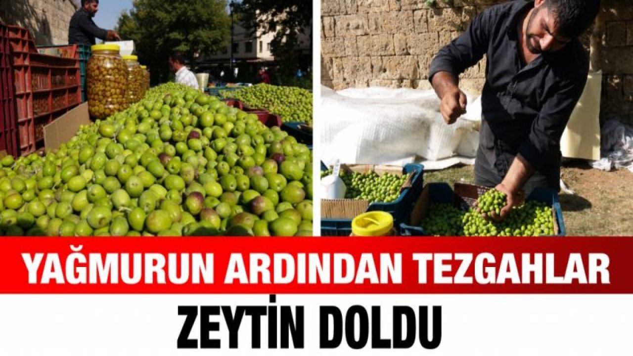 Yağmurun ardından tezgahlar zeytin doldu