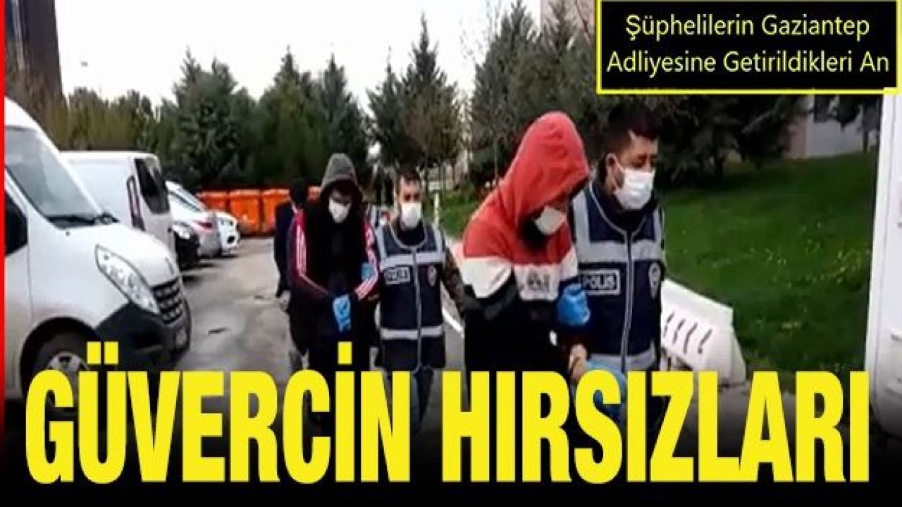 Güvercin hırsızları polisten kaçamadı