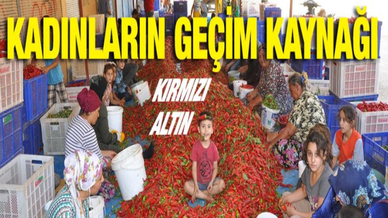 Kadınların geçim kaynağı "kırmızı altın"