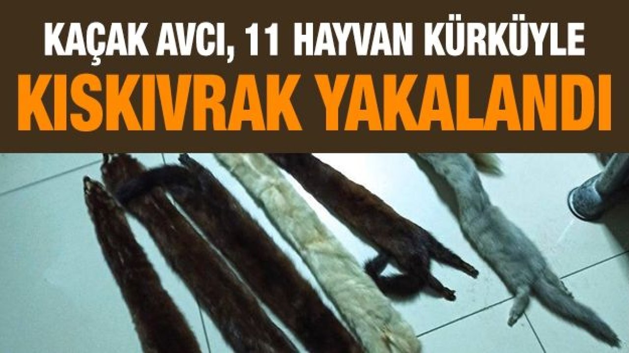 Kaçak avcı, 11 hayvan kürküyle yakalandı