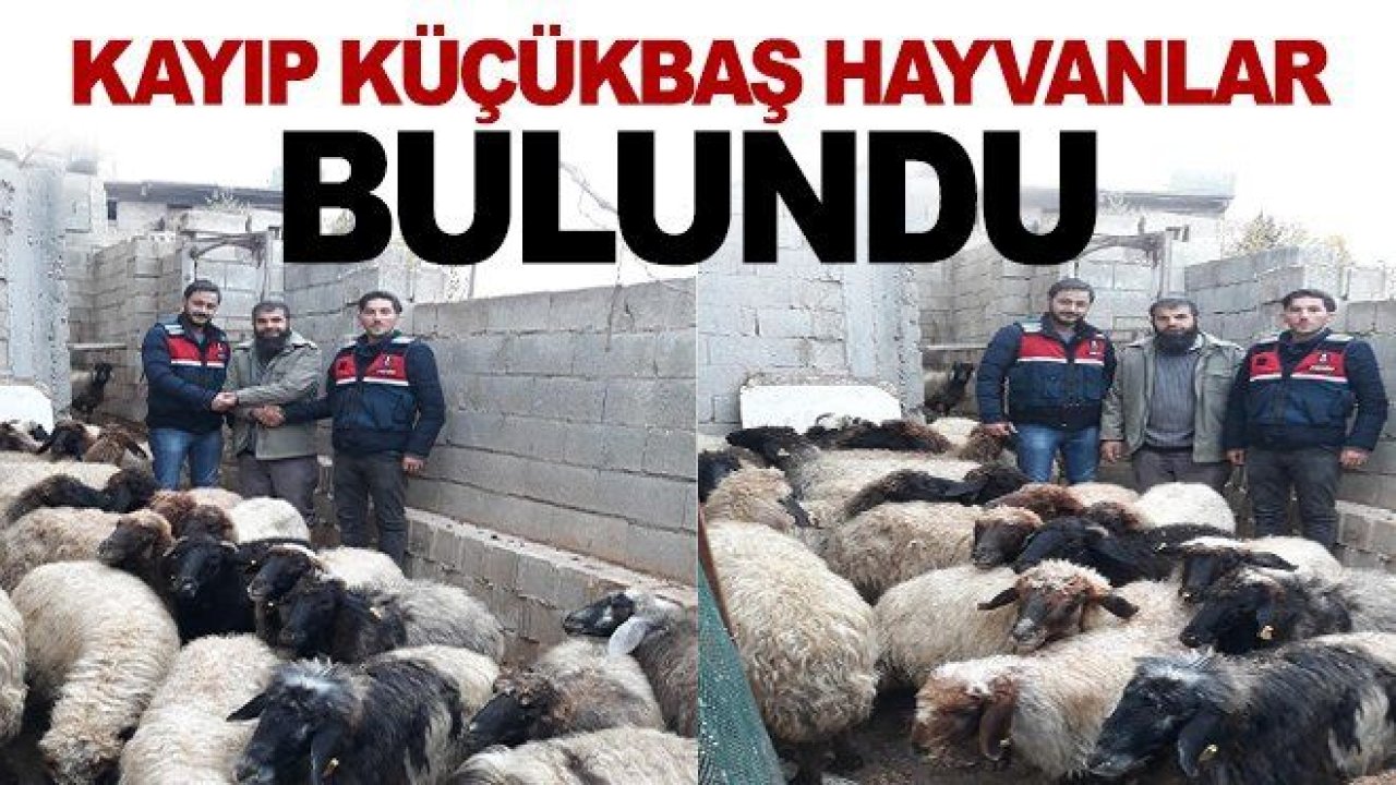 Gaziantep'te 32 küçükbaş hayvanından 28'i bulundu!