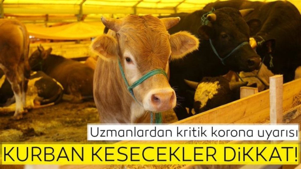 Kesilen kurban etleri nasıl dezenfekte edilecek! Uzmanlardan uyarı...