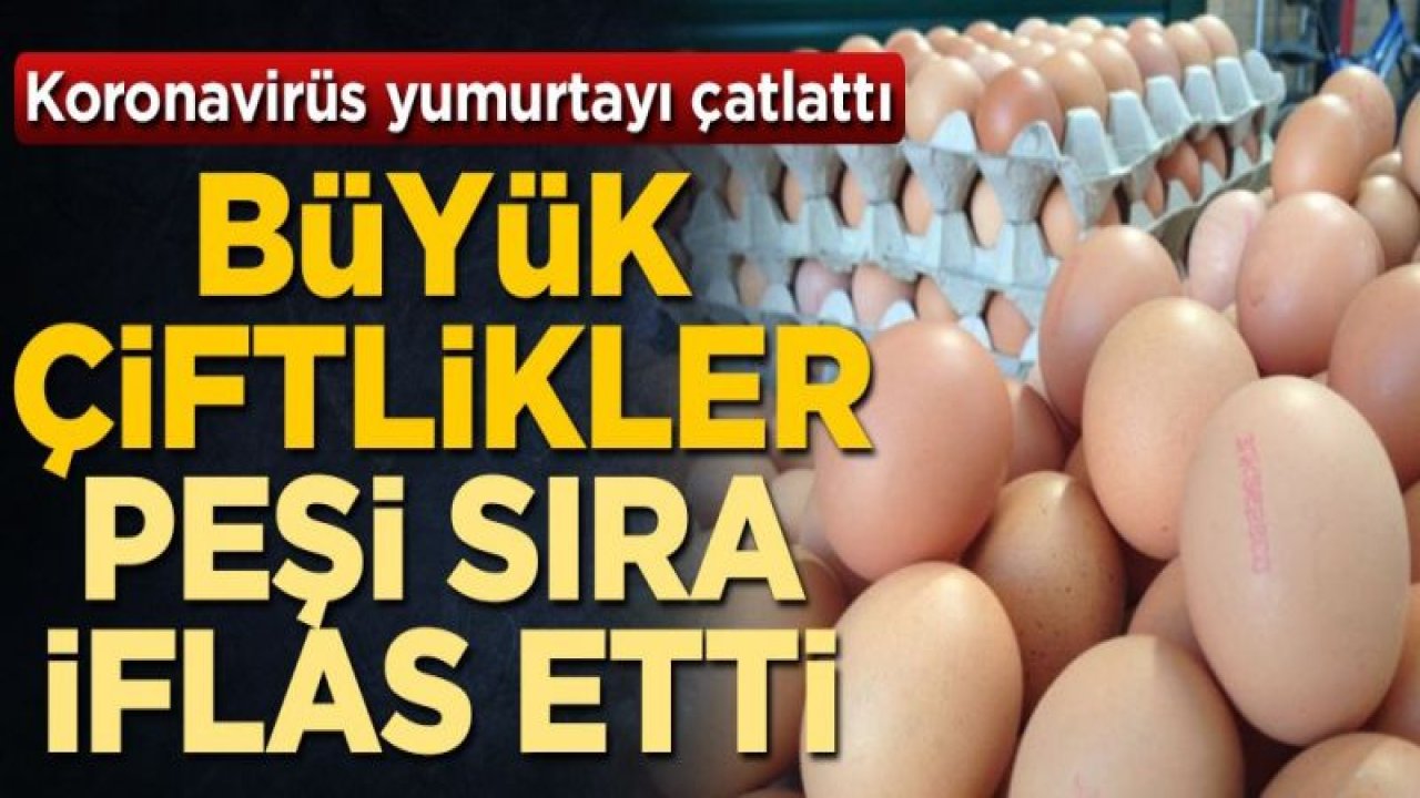 Koronavirüs yumurtayı çatlattı! Büyük çiftlikler peşi sıra iflas etti