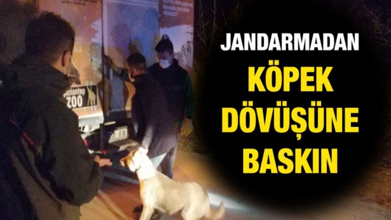 Jandarmadan köpek dövüşüne baskın