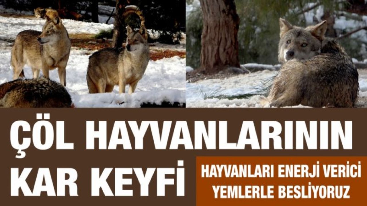 Çöl hayvanlarının kar keyfi