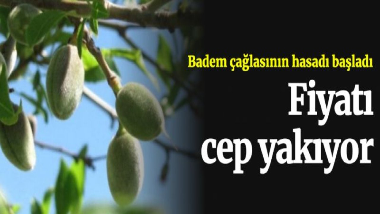 Badem çağlasının hasadı başladı: Fiyatı cep yakıyor