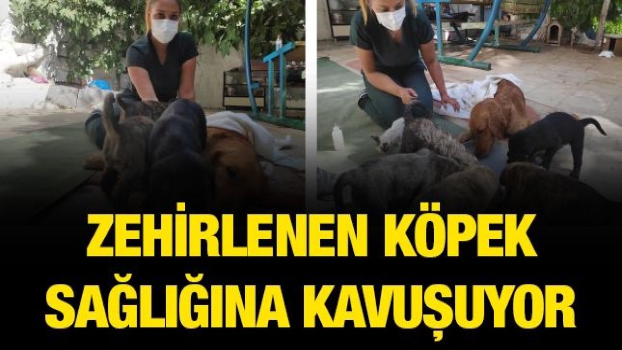 Zehirlenen köpek sağlığına kavuşuyor