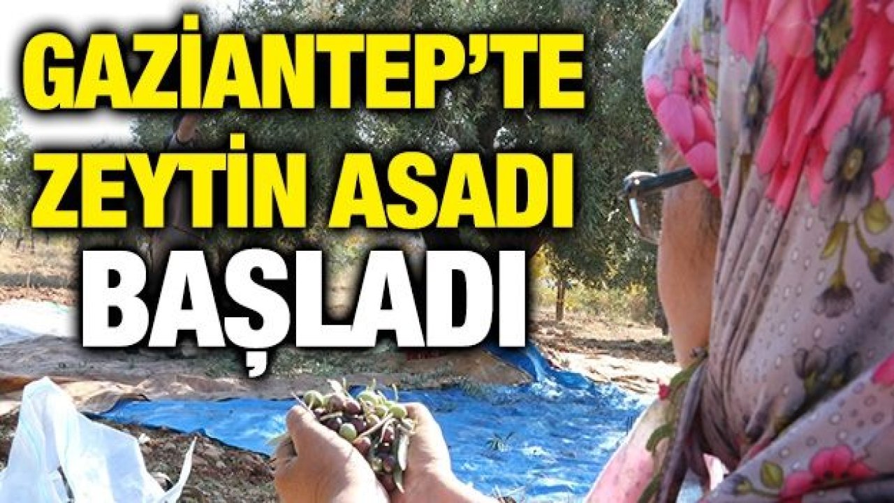 Gaziantep’te zeytin hasadı başladı