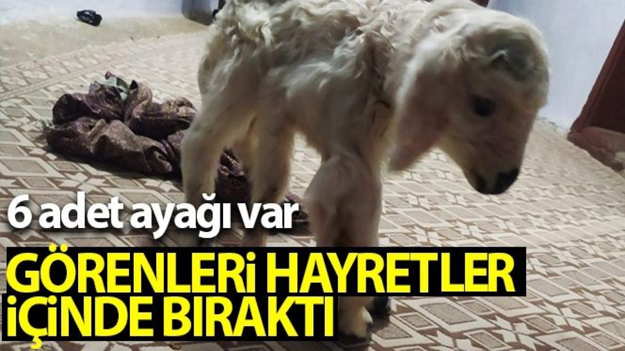 6 ayaklı dünyaya gelen kuzu görenleri hayretler içinde bıraktı