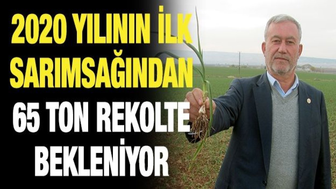 2020 yılının ilk sarımsağından 65 ton rekolte bekleniyor