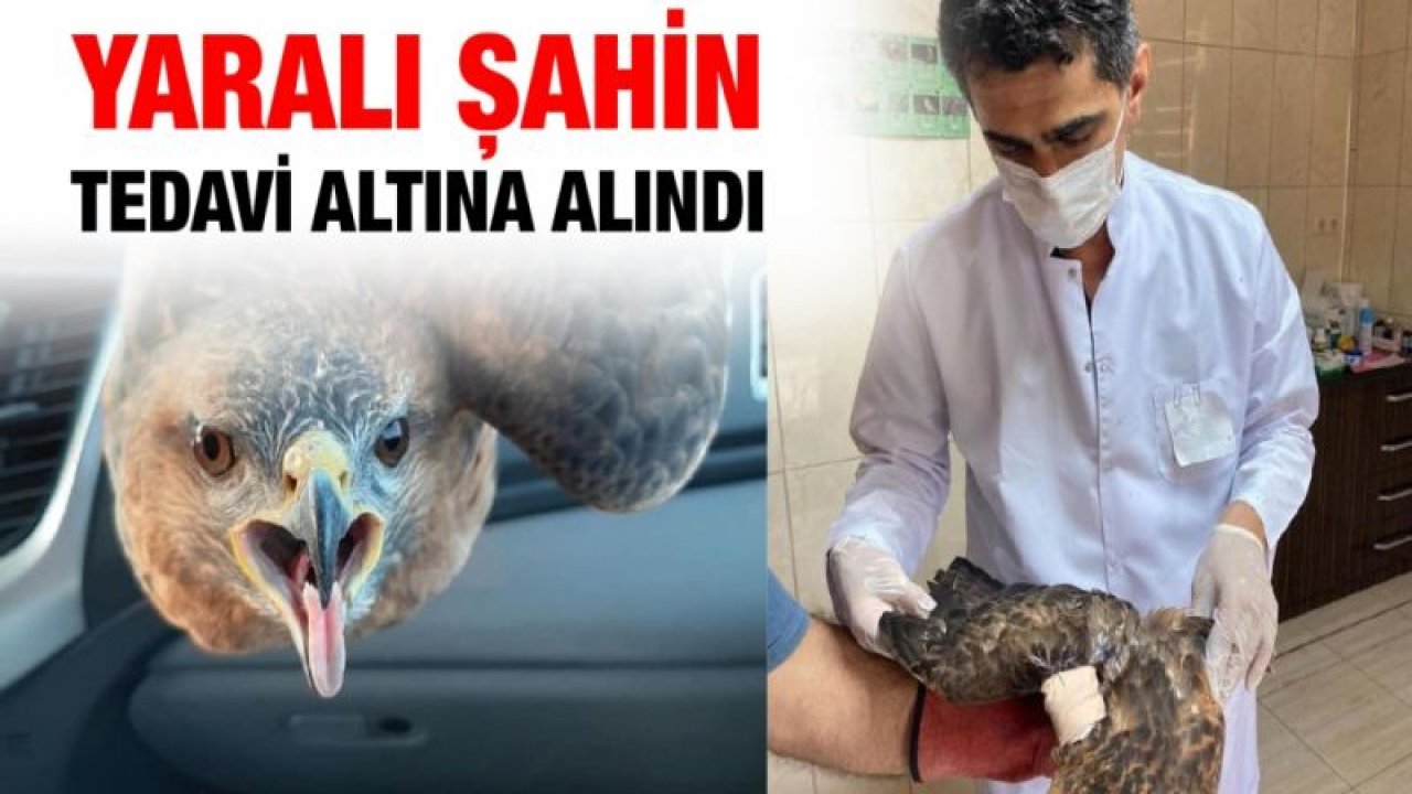 Yaralı şahin tedavi altına alındı