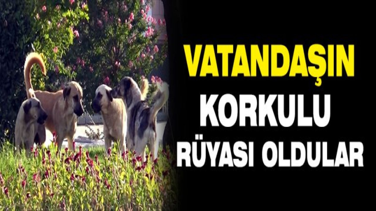 Sokak köpekleri vatandaşların korkulu rüyası oldu