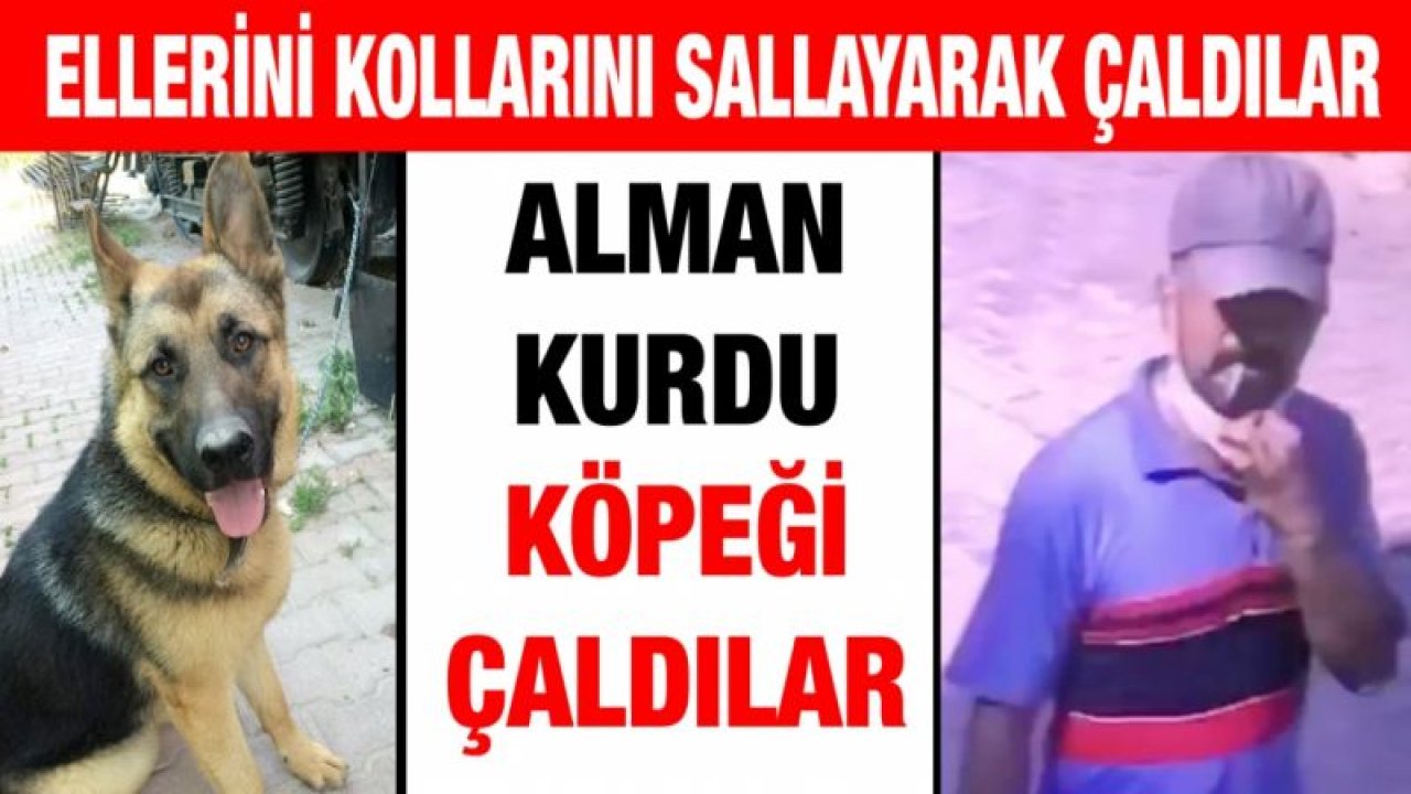 Alman Kurdu köpeği çaldılar