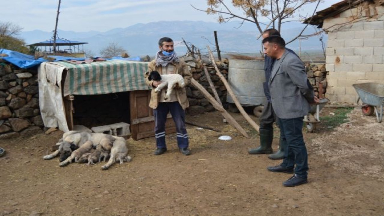 Gaziantep'te dişi köpek kendi yavrularının yanı sıra bir kuzuya da annelik ediyor