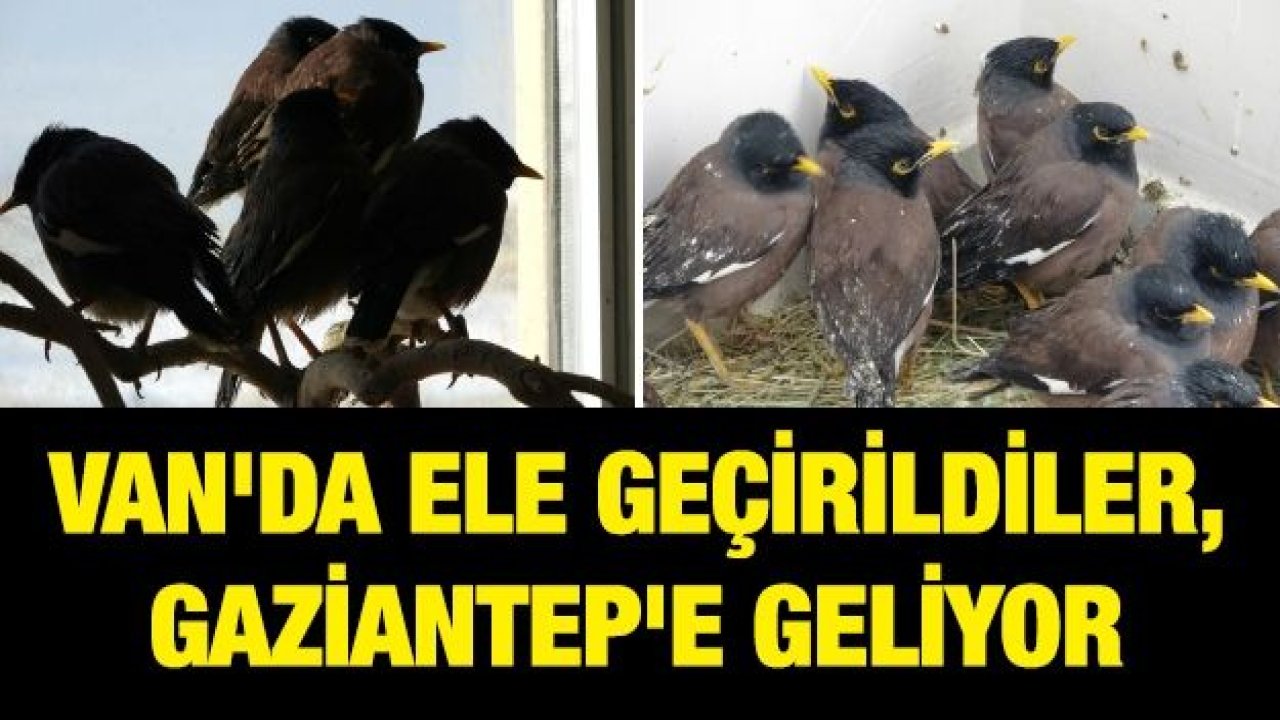 Van'da ele geçirildiler, Gaziantep'e geliyor