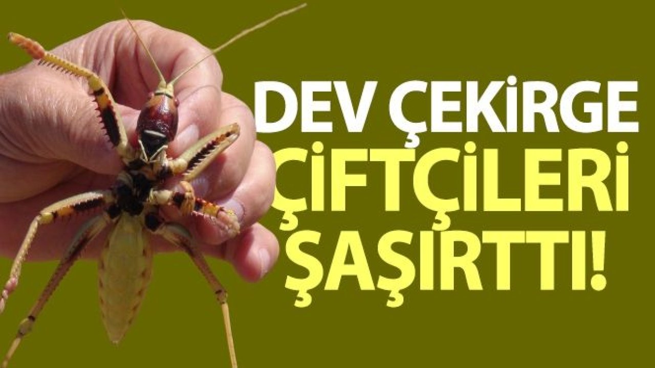 Dev çekirge çiftçileri şaşırttı