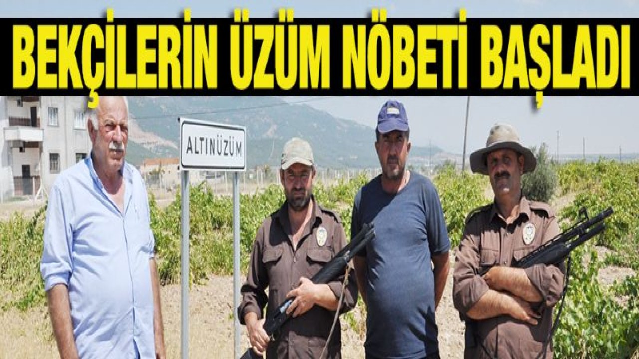 Üzüm hırsızlığına karşı bekçiler nöbet tutuyor