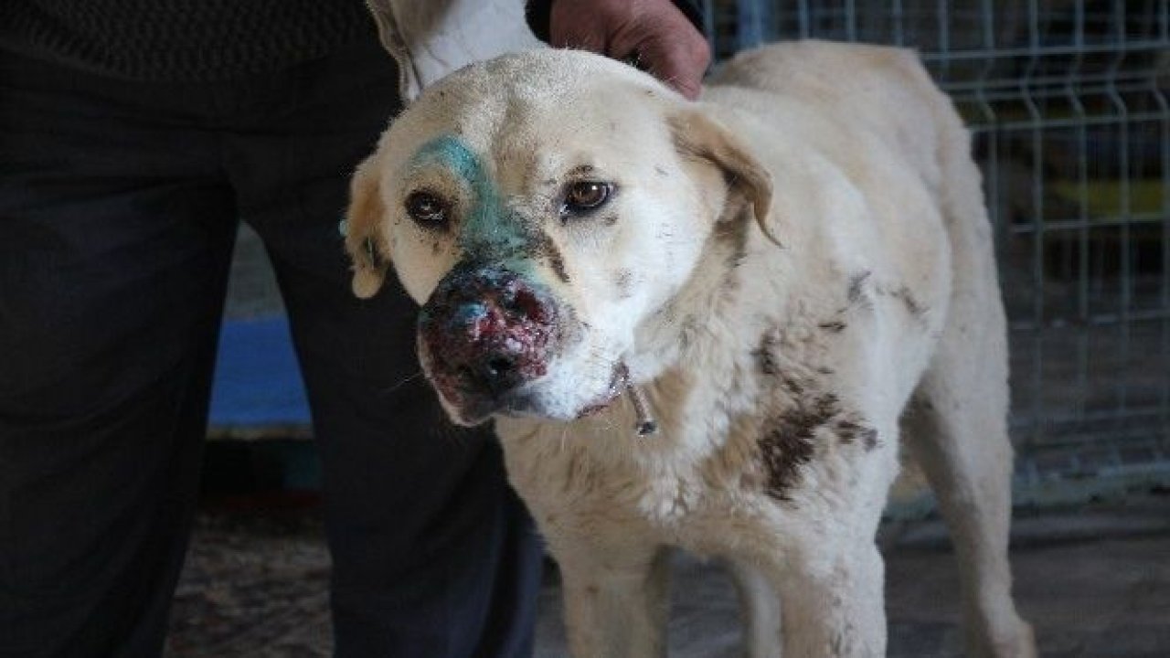 Burnunda tümör oluşan köpek sokağa terk edildi