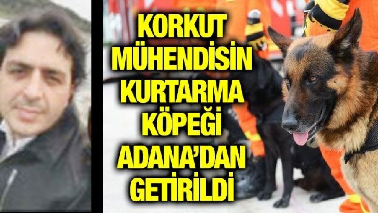 KORKUT MÜHENDİSİN KURTARMA KÖPEĞİ ADANA’DAN GETİRİLDİ