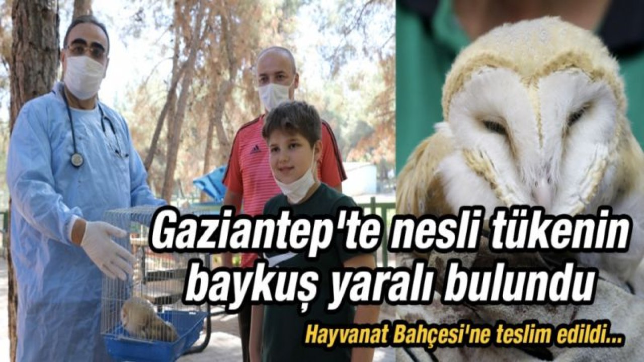 Gaziantep'te nesli tükenin baykuş yaralı bulundu. Hayvanat Bahçesi'ne teslim edildi...