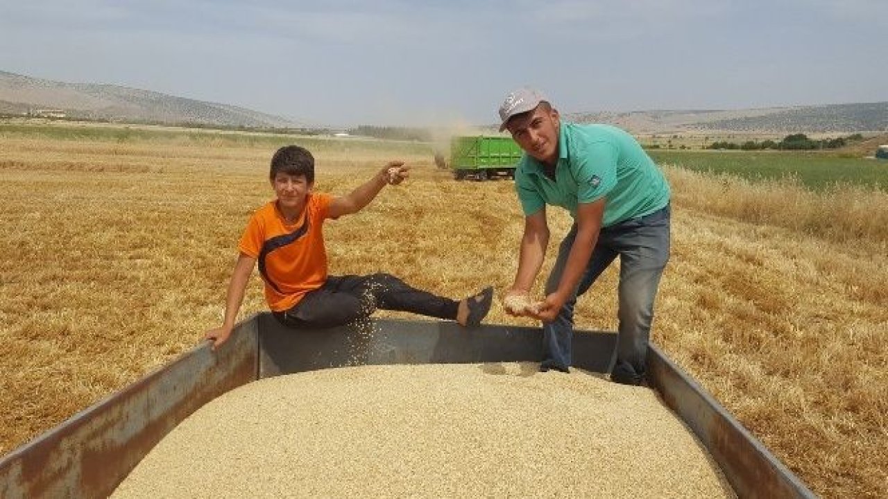 Arpa ve buğdayda yüksek rekolte çiftçiyi sevindirdi