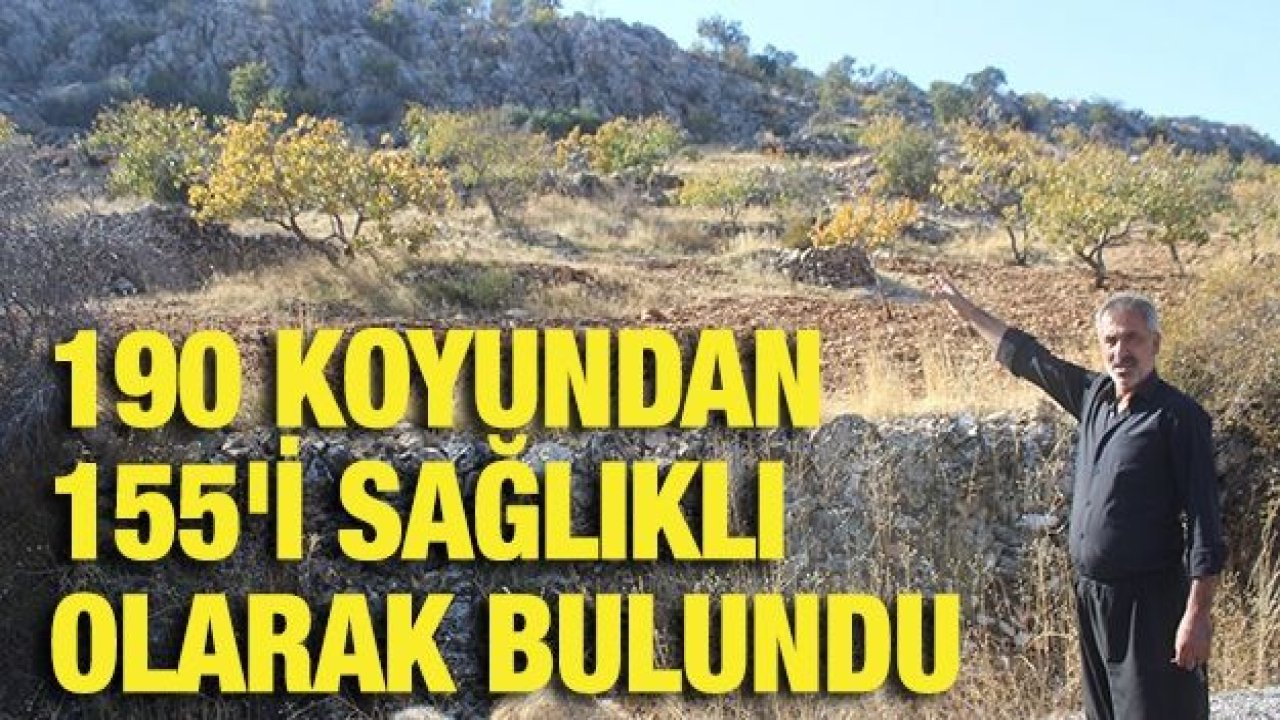 Kurt dehşetinden kaçan koyunlardan 155'i bulundu