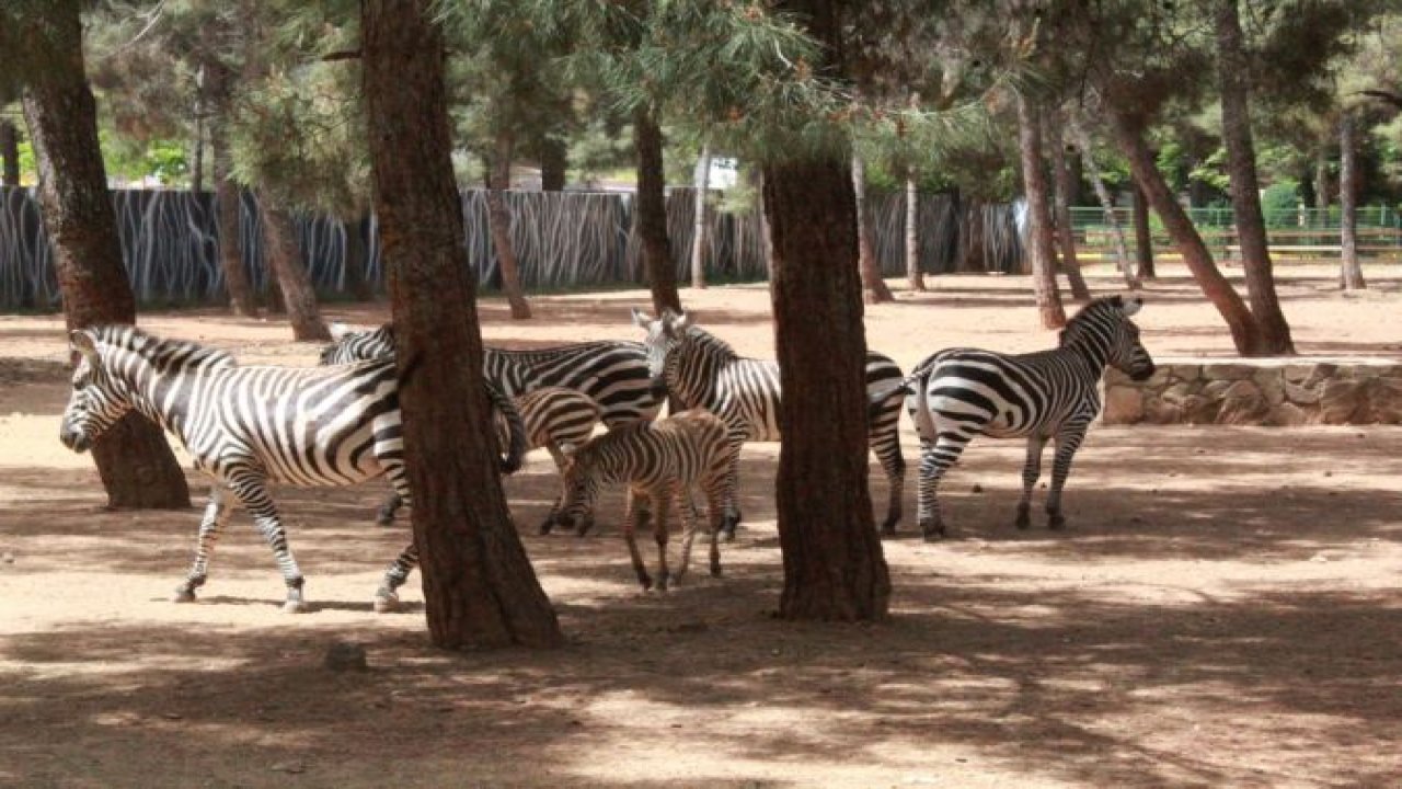 Gaziantep Hayvanat Bahçesi’nde yavru deve ve zebra heyecanı