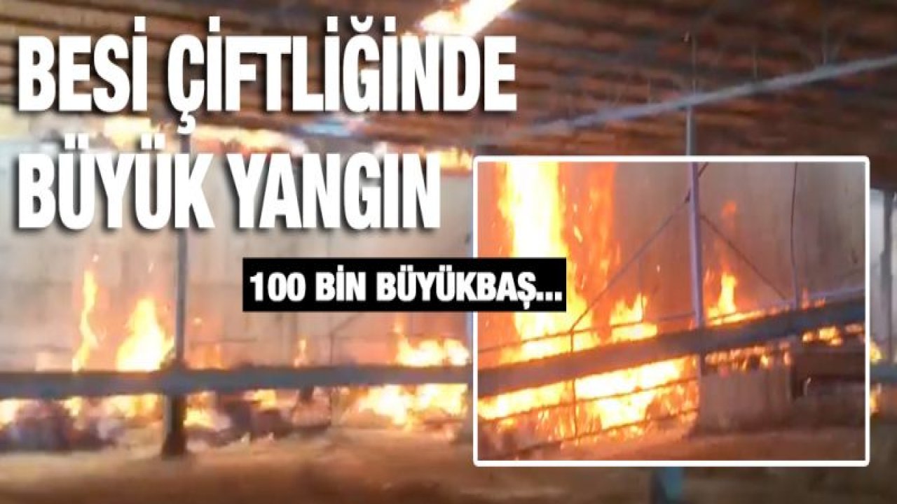 Besi çiftliğinde yangın! 100 bin Büyükbaş...