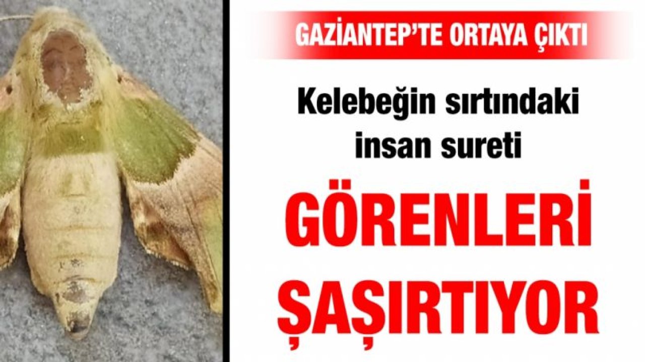 Kelebeğin sırtındaki insan sureti görenleri şaşırtıyor