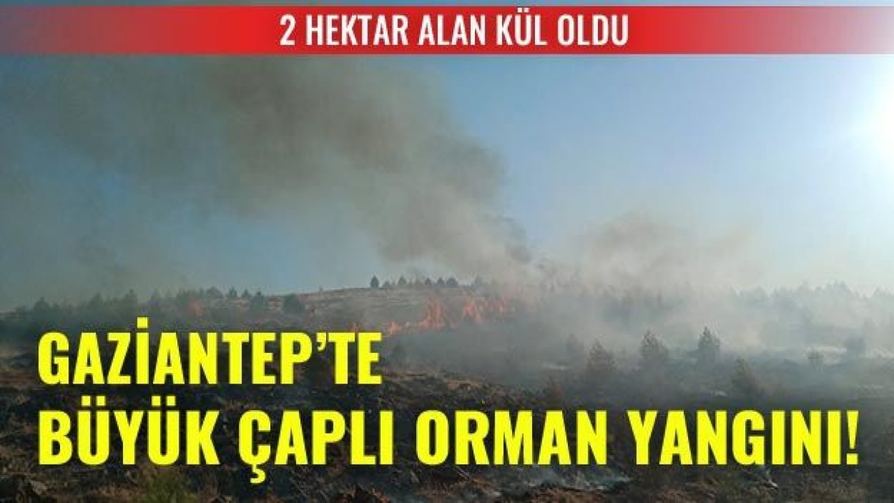 Gaziantep'te orman yangınında 2 hektarlık alan zarar gördü