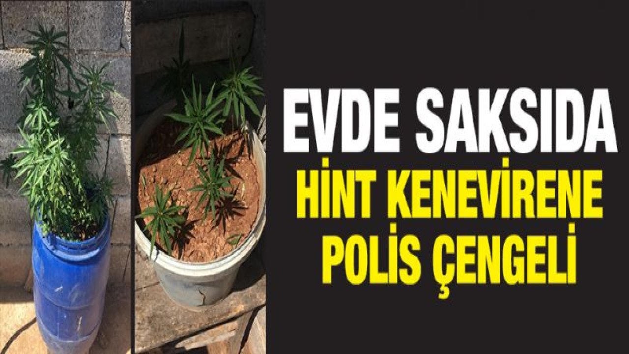 Evde saksılara ekili kenevir ele geçirildi