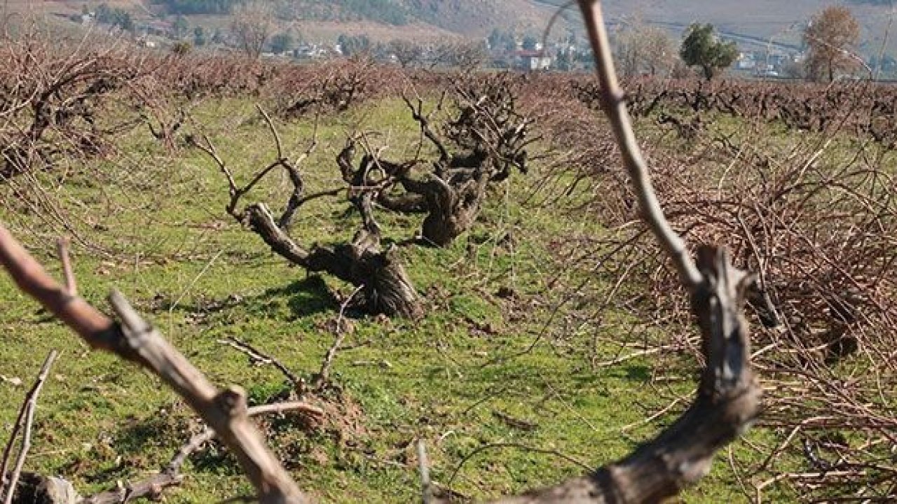 Meşhur Antep karası üzümünün budaması başladı