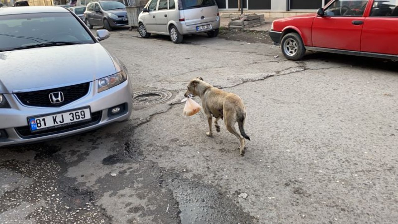 Köpekten annelik dersi